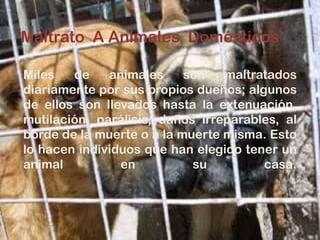 Miles de animales son maltratados
diariamente por sus propios dueños; algunos
de ellos son llevados hasta la extenuación,
mutilación, parálisis, daños irreparables, al
borde de la muerte o a la muerte misma. Esto
lo hacen individuos que han elegido tener un
animal en su casa.
Maltrato A Animales Domésticos
 