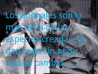 Los animales son la
más bella de las
especies creadas, lo
dan todo sin pedir
nada a cambio...
 