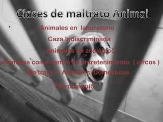 Animales en laboratorio
Caza Indiscriminada
Animales en zoológico
Animales como centro de entretenimiento ( circos )
Maltrato A Animales Domésticos
Tauromaquia
 