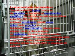 La experimentación con animales o
"experimentación in vivo" es el uso
de animales no humanos en experimentos
científicos. Se calcula que cada año se utilizan
entre 50 y 100 millones de
animales vertebrados (desde peces
cebra hasta primates no
humanos).1 Invertebrados, ratones, ratas,
pájaros, ranas, y otros animales
no destetados no están incluidos en estos
números, aunque una estimación realizada sobre
el número de ratas y ratones usados en los
Estados Unidos en el año 2001 lo situaba en 80
millones.2
 