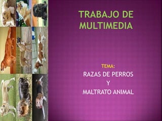 TEMA:
RAZAS DE PERROS
Y
MALTRATO ANIMAL
 