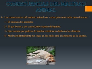  Las consecuencias del maltrato animal son varias pero entre todas estas destacan: 
1.- El trauma a los animales. 
2.- El que huyan y por consecuente mueran de hambre. 
3.- Que mueran por padecer de hambre mientras su dueño no los alimenta. 
4.- Morir accidentalmente por vagar en las calles ante el abandono de su dueños. 
 