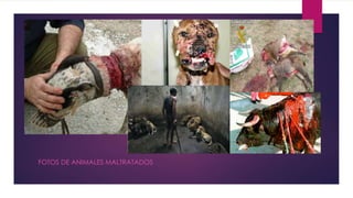 FOTOS DE ANIMALES MALTRATADOS 
