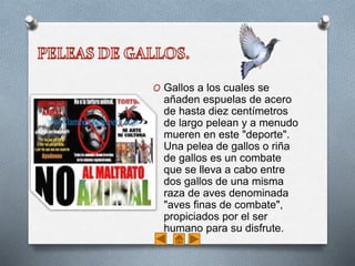 O Gallos a los cuales se
añaden espuelas de acero
de hasta diez centímetros
de largo pelean y a menudo
mueren en este "deporte".
Una pelea de gallos o riña
de gallos es un combate
que se lleva a cabo entre
dos gallos de una misma
raza de aves denominada
"aves finas de combate",
propiciados por el ser
humano para su disfrute.
 