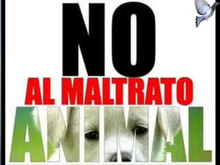 hMaltrato animal