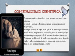 A monos y conejos se les obliga a fumar hasta que mueren de cáncer
pulmonar.
Se somete a animales a descargas eléctricas hasta que quedan sin
poder valerse.
A conejos sujetados en cepos se les fijan en las orejas cajas de moscas
tse-tsé. A otros, sin protegerles los ojos, les ponen en éstos maquillaje
para los ojos y tintes para el cabello hasta que los ojos se les ulceran.
A monos se les deja morir de hambre, o se les obliga a correr dentro de
ruedas y se les somete a radiación. El tiempo que, como promedio,
duran en esto hasta que mueren: 37 horas.
 