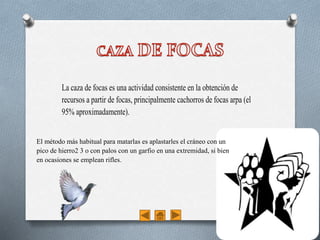 La caza de focas es una actividad consistente en la obtención de
recursos a partir de focas, principalmente cachorros de focas arpa (el
95% aproximadamente).
El método más habitual para matarlas es aplastarles el cráneo con un
pico de hierro2 3 o con palos con un garfio en una extremidad, si bien
en ocasiones se emplean rifles.
 