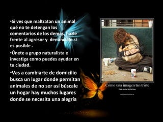 •Si ves que maltratan un animal
qué no te detengan los
comentarios de los demás, hazle
frente al agresor y denúncialo si
es posible .
•Únete a grupo naturalista e
investiga como puedes ayudar en
tu ciudad.
•Vas a cambiarte de domicilio
busca un lugar donde permitan
animales de no ser así búscale
un hogar hay muchos lugares
donde se necesita una alegría…
 