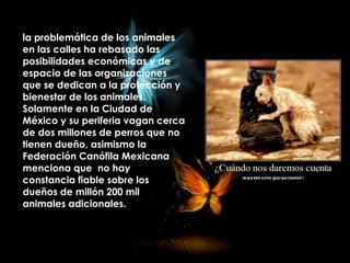 la problemática de los animales
en las calles ha rebasado las
posibilidades económicas y de
espacio de las organizaciones
que se dedican a la protección y
bienestar de los animales.
Solamente en la Ciudad de
México y su periferia vagan cerca
de dos millones de perros que no
tienen dueño, asimismo la
Federación Canófila Mexicana
menciona que no hay
constancia fiable sobre los
dueños de millón 200 mil
animales adicionales.
 