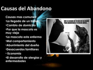 Causas del Abandono
Causas mas comunes:
•La llegada de un bebe
•Cambio de domicilio
•Por que la mascota es
muy vieja
•La mascota esta enferma
•Mal comportamiento
•Aburrimiento del dueño
•Desacuerdos familiares
• Economía
•El desarrollo de alergias y
enfermedades
 
