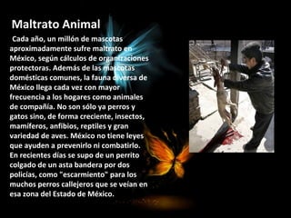 Maltrato Animal
  Cada año, un millón de mascotas
aproximadamente sufre maltrato en
México, según cálculos de organizaciones
protectoras. Además de las mascotas
domésticas comunes, la fauna diversa de
México llega cada vez con mayor
frecuencia a los hogares como animales
de compañía. No son sólo ya perros y
gatos sino, de forma creciente, insectos,
mamíferos, anfibios, reptiles y gran
variedad de aves. México no tiene leyes
que ayuden a prevenirlo ni combatirlo.
En recientes días se supo de un perrito
colgado de un asta bandera por dos
policías, como "escarmiento" para los
muchos perros callejeros que se veían en
esa zona del Estado de México.
 