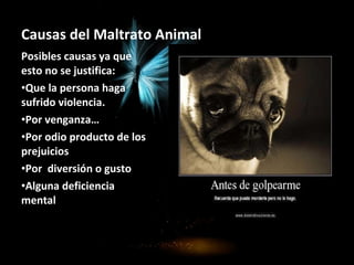 Causas del Maltrato Animal
Posibles causas ya que
esto no se justifica:
•Que la persona haga
sufrido violencia.
•Por venganza…
•Por odio producto de los
prejuicios
•Por diversión o gusto
•Alguna deficiencia
mental
 
