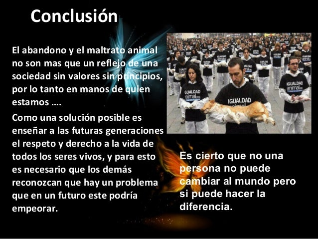 Maltrato Animal Introduccion Desarrollo Y Conclusion