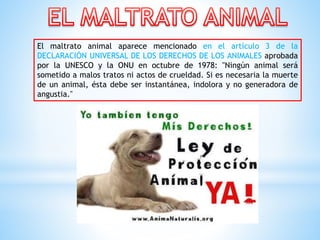 El maltrato animal aparece mencionado en el artículo 3 de la
DECLARACIÓN UNIVERSAL DE LOS DERECHOS DE LOS ANIMALES aprobad...