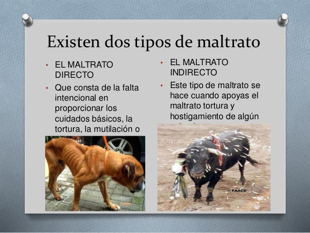 Porque Se Da El Maltrato Animal