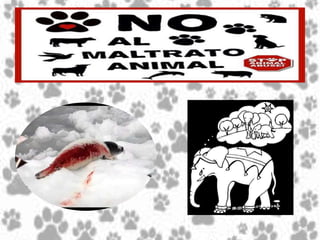 Maltrato animal