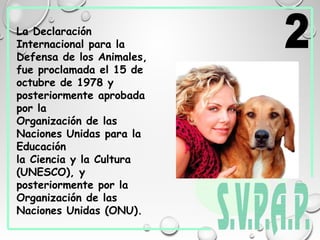 La Declaración
Internacional para la
Defensa de los Animales,
fue proclamada el 15 de
octubre de 1978 y
posteriormente aprobada
por la
Organización de las
Naciones Unidas para la
Educación
la Ciencia y la Cultura
(UNESCO), y
posteriormente por la
Organización de las
Naciones Unidas (ONU).
 