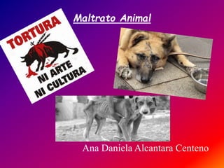 Maltrato Animal
Ana Daniela Alcantara Centeno
 