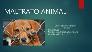 MALTRATO ANIMAL
Unidad Educativa Diocesana
Bilingüe
Trabajo Grupal
Nombres: Ismael Tonato y Kerly Rosero
Curso: 1ero BGU “B”
 
