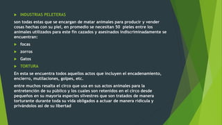  INDUSTRIAS PELETERAS
son todas estas que se encargan de matar animales para producir y vender
cosas hechas con su piel, en promedio se necesitan 50 pieles entre los
animales utilizados para este fin cazados y asesinados indiscriminadamente se
encuentran:
 focas
 zorros
 Gatos
 TORTURA
En esta se encuentra todos aquellos actos que incluyen el encadenamiento,
encierro, mutilaciones, golpes, etc.
entre muchos resalta el circo que usa en sus actos animales para la
entretención de su público y los cuales son retenidos en el circo desde
pequeños en su mayoría especies silvestres que son tratados de manera
torturante durante toda su vida obligados a actuar de manera ridícula y
privándolos así de su libertad
 