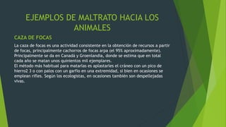 EJEMPLOS DE MALTRATO HACIA LOS
ANIMALES
CAZA DE FOCAS
La caza de focas es una actividad consistente en la obtención de recursos a partir
de focas, principalmente cachorros de focas arpa (el 95% aproximadamente).
Principalmente se da en Canadá y Groenlandia, donde se estima que en total
cada año se matan unos quinientos mil ejemplares.
El método más habitual para matarlas es aplastarles el cráneo con un pico de
hierro2 3 o con palos con un garfio en una extremidad, si bien en ocasiones se
emplean rifles. Según los ecologistas, en ocasiones también son despellejadas
vivas.
 