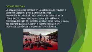 CAZA DE BALLENAS
La caza de ballenas consiste en la obtención de recursos a
partir de cetáceos, principalmente ballenas
Hoy en día, la principal razón de caza de ballenas es la
obtención de carne, aunque en la antigüedad hasta
principios del siglo XX, también existían otras razones, como
por ejemplo para calefacción e iluminación (aceite),
productos cosméticos o productos farmacéuticos.
 