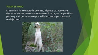 TOCAR EL PIANO
Al terminar la temporada de caza, algunos cazadores se
deshacen de sus perros ahorcándolos. Los dejan de puntillas
por lo que el perro muere por asfixia cuando por cansancio
se deja caer.
 