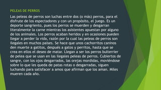 PELEAS DE PERROS
Las peleas de perros son luchas entre dos (o más) perros, para el
disfrute de los espectadores y con un propósito, el juego. Es un
deporte sangriento, pues los perros se muerden y desgarran
literalmente la carne mientras los asistentes apuestan por alguno
de los animales. Los perros acaban heridos y en ocasiones pueden
llegar a perder la vida, razón por la cual las peleas de perros son
ilegales en muchos países. Se hace que unos cachorritos caninos
den muerte a gatitos, después a gatos y perritos, hasta que se
crea en ellos el deseo de matar. Llegan a ser los perros bulterrier
de pelea que se usan en las ilegales peleas de perros. Cubiertos de
sangre, con los ojos desgarrados, las orejas mordidas, moviéndose
sobre lo que les queda de patas rotas o desgarradas, siguen
luchando para satisfacer a amos que afirman que los aman. Miles
mueren cada año.
 