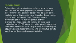 PELEAS DE GALLOS
Gallos a los cuales se añaden espuelas de acero de hasta
diez centímetros de largo pelean y a menudo mueren en
este "deporte". Una pelea de gallos o riña de gallos es un
combate que se lleva a cabo entre dos gallos de una misma
raza de aves denominada "aves finas de combate",
propiciados por el ser humano para su disfrute.
El origen de estas peleas está en Asia. En China ya se
celebraban hace 2.500 años y es posible que mil años antes
se hicieran en la India. En la Antigua Roma eran usadas para
adquirir valentía. Posteriormente, esta práctica fue llevada
a América por los conquistadores españoles.
 