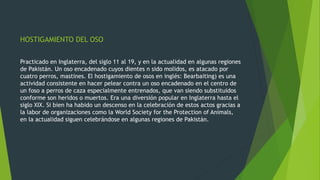 HOSTIGAMIENTO DEL OSO
Practicado en Inglaterra, del siglo 11 al 19, y en la actualidad en algunas regiones
de Pakistán. Un oso encadenado cuyos dientes n sido molidos, es atacado por
cuatro perros, mastines. El hostigamiento de osos en inglés: Bearbaiting) es una
actividad consistente en hacer pelear contra un oso encadenado en el centro de
un foso a perros de caza especialmente entrenados, que van siendo substituidos
conforme son heridos o muertos. Era una diversión popular en Inglaterra hasta el
siglo XIX. Si bien ha habido un descenso en la celebración de estos actos gracias a
la labor de organizaciones como la World Society for the Protection of Animals,
en la actualidad siguen celebrándose en algunas regiones de Pakistán.
 