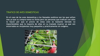 TRAFICO DE AVES DOMESTICAS
En el caso de las aves domesticas o los llamados exóticos son los que sufren
mas ya que su compra-venta es ilícita pero las personas que trafican con ellos
lo hacen por que el precio de estas aves es bastante elevado no
importándoles que la mayoría de ellas en su traslado mueren ya que son
encerrados en recipientes muy pequeños y prácticamente sin oxigeno.
 