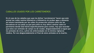 CABALLOS USADOS POR LOS CARRETONEROS
En el caso de los caballos que usan los dichos "carretoneros" hacen que este
animal tan noble camine kilómetros y kilómetros sin probar agua y alimento
así mismo transitando por las calles sin protección mínima como son las
herraduras en sus patas ya que para ellos es muy difícil caminar sobre el
pavimento donde está hecho específicamente para coches, hay que recordar
que estos son animales de campo no de ciudad, desgraciadamente al igual que
los animales de circo, sufren de enfermedades sin la mínima vigilancia
médica. Por eso desgraciadamente el final de estos animales es la muerte.
 