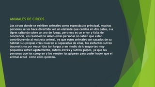 ANIMALES DE CIRCOS
Los circos donde se exhiben animales como espectáculo principal, muchas
personas se les hace divertido ver un elefante que camina en dos patas, o a
tigres saltando sobre un aro de fuego, pero eso es un error y falta de
conciencia, en realidad no saben estas personas no saben que están
contribuyendo al maltrato animal, ya que estos animales son sacados de su
hábitat sus propias crías mueren al separarlas de ellas, los elefantes sufren
traumatismo por recorridos tan largos y en medio de transportes muy
pequeños sufren agotamiento, sufren estrés y sufren golpes, ya que las
personas que los compran y los venden los golpean para poder hacer que el
animal actué como ellos quieren.
 