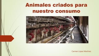 Animales criados para
nuestro consumo
Carmen López Martínez
 