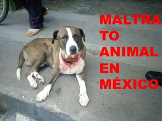 MALTRA
MALTRATO ANIMAL

          TO
          ANIMAL
          EN
          MÉXICO
 