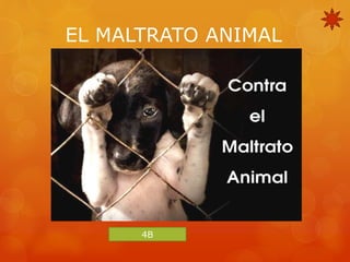 EL MALTRATO ANIMAL 
4B 
 