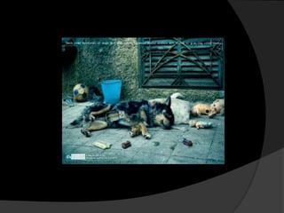 Importancia Moral:- Caza- Vestimenta- Alimentación