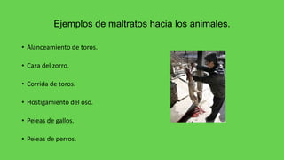 Ejemplos de maltratos hacia los animales.
• Alanceamiento de toros.
• Caza del zorro.
• Corrida de toros.
• Hostigamiento del oso.
• Peleas de gallos.
• Peleas de perros.
 