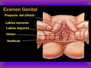 Examen Genital
Prepucio del clítoris
Labios menores
Labios mayores
Himen
Vestíbulo
 
