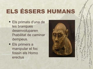ELS ÉSSERS HUMANS E ls primats d'una de les branques desenvoluparen l'habilitat de caminar dempeus . E ls primers a manipular el foc fossin els Homo erectus 