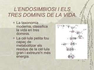 L’ENDOSIMBIOSI I ELS TRES DOMINIS DE LA VIDA. La taxonomia moderna ,  classifica la vida en tres dominis . La cèl·lula petita   fou capaç de metabolitzar els residus de la cèl·lula gran i extreure'n més energia . 