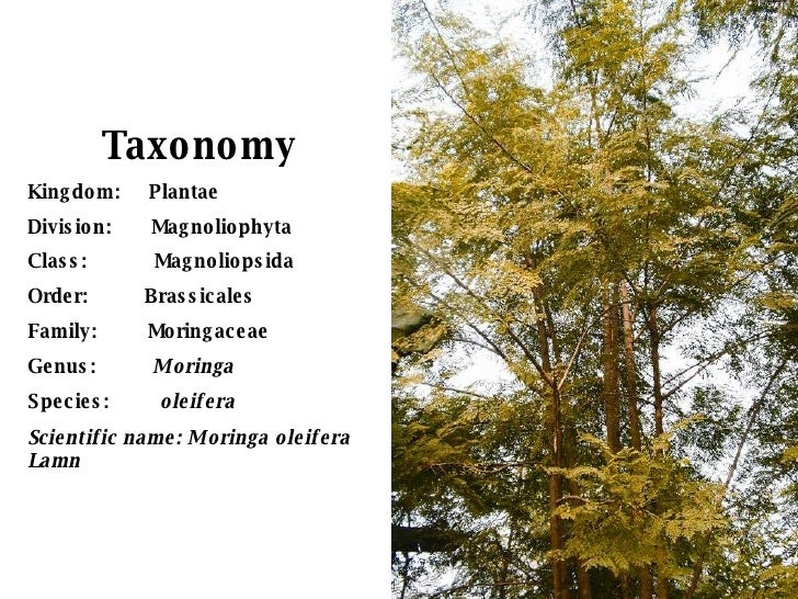 Oak Taxonomy