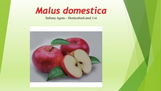 Malus domestica
Safrany Agota – Horticultură anul 1/zi
 
