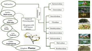 Kingdom: Plantae
Clade:
Angiosperm
Order:
Malvales
Family:
Malvaceae
SubFamilies
Family of
Flowering plant.
244 genera with
4225 known
species
Grewioideae
Byttnerioideae
Sterculioideae
Tilioideae
Dombeyoideae
Brownlowioideae
Helicteroideae
Malvoideae
Bombacoideae
Clade:
Eudicotes
Clade:
Rosids
Nine
Subfamilies
 
