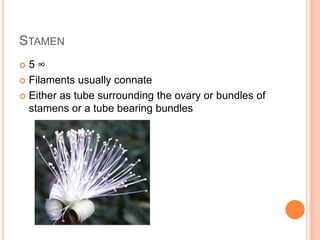 Stamen5 ∞Filaments usually connateEither as tube surrounding the ovary or bundles of stamens or a tube bearing bundles