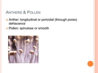 Anthers & PollenAnther: longitudinal or poricidal (through pores) dehiscencePollen: spinulose or smooth