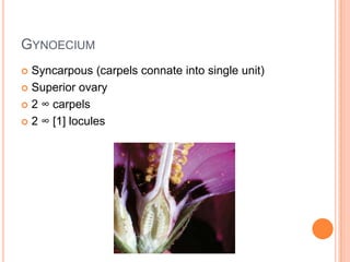 GynoeciumSyncarpous (carpels connate into single unit)Superior ovary2 ∞ carpels2 ∞ [1] locules