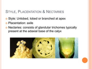 Style, Placentation & NectariesStyle: Unlobed, lobed or branched at apexPlacentation: axileNectaries: consists of glandular trichomes typically present at the adaxial base of the calyx
