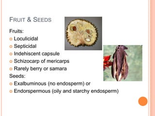 Fruit & SeedsFruits:LoculicidalSepticidalIndehiscent capsuleSchizocarp of mericarpsRarely berry or samaraSeeds:Exalbuminous (no endosperm) orEndorspermous (oily and starchy endosperm)