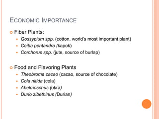 Economic ImportanceFiber Plants:Gossypium spp. (cotton, world’s most important plant)Ceibapentandra (kapok)Corchorus spp. (jute, source of burlap)Food and Flavoring PlantsTheobroma cacao (cacao, source of chocolate)Cola nitida(cola)Abelmoschus (okra)Duriozibethinus (Durian)
